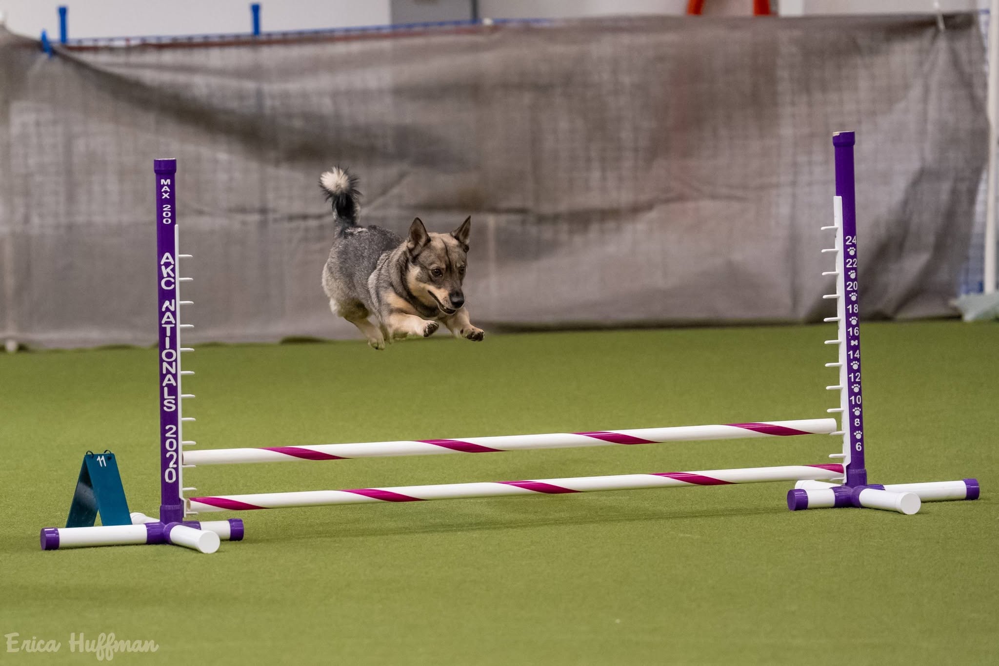 Tala jumping in agility