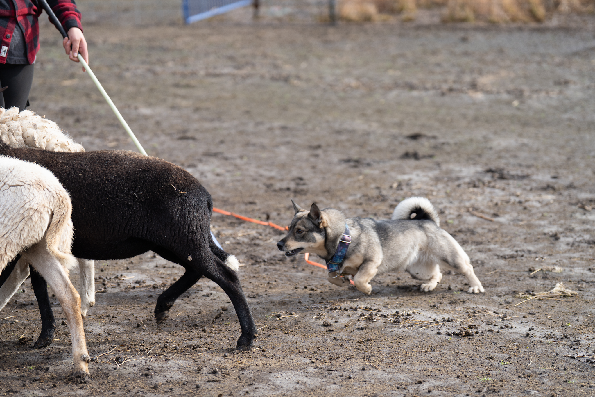 Tala working near livestock