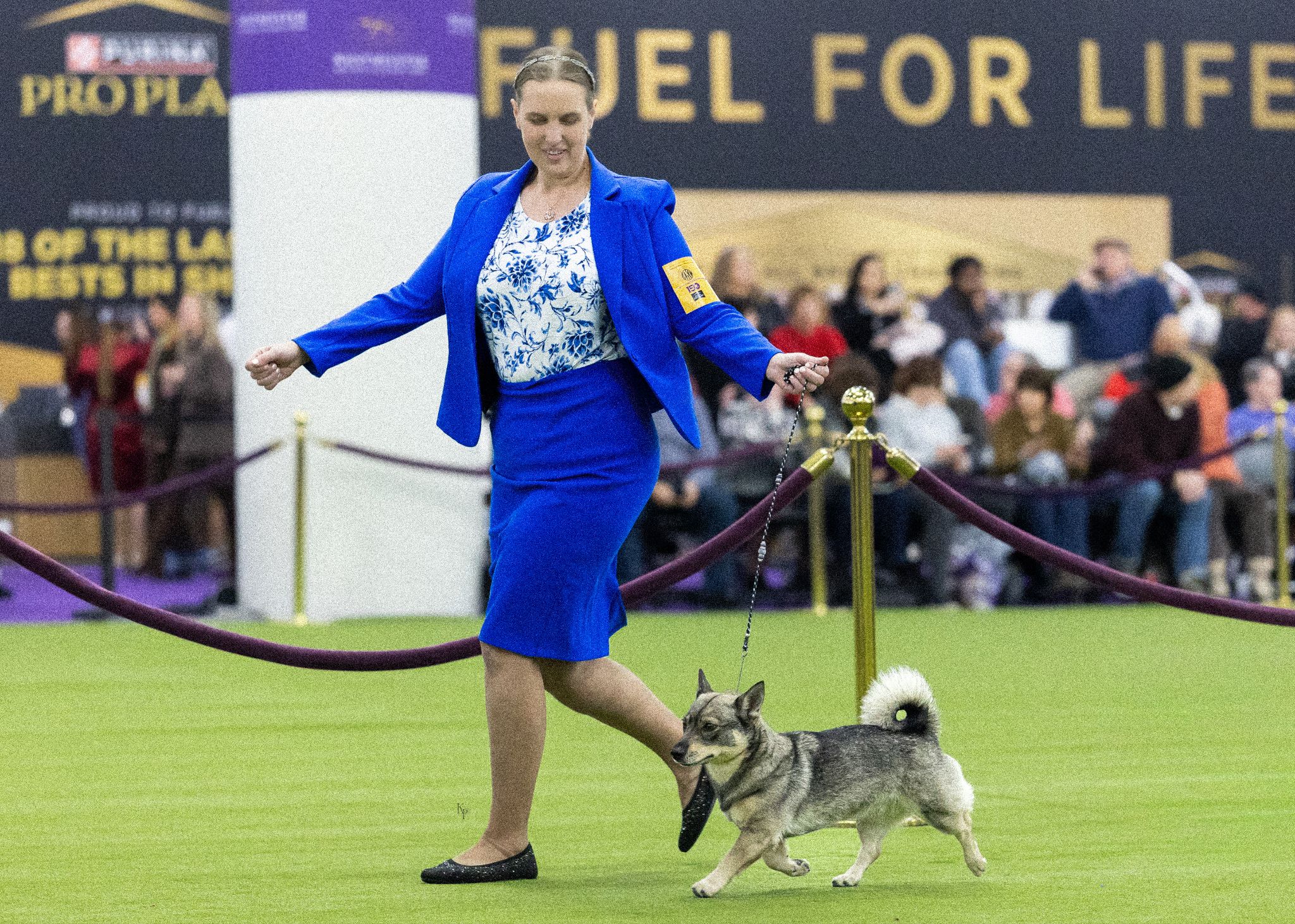 Kristin handling Tala in the conformation ring