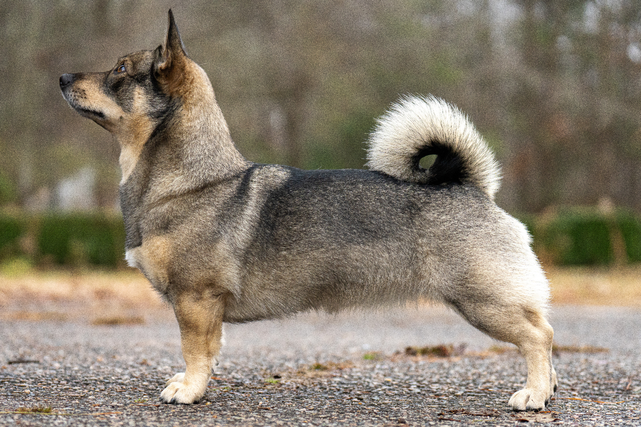 Tala standing outdoors in profile